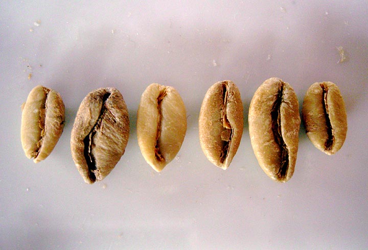 Coffee Liberica THE HISTORY OF LUWAK COFFEE