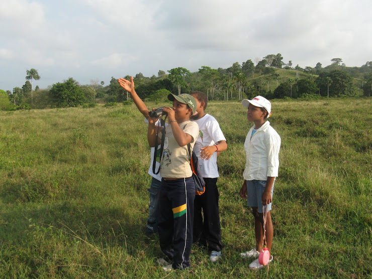 viendo una pareja de Ara ararauna