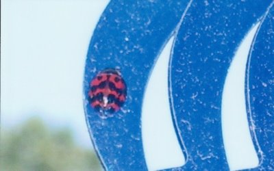[FO-+Ladybug.jpg]
