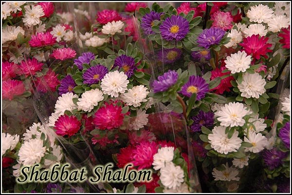 [shabbat-shalom-20090213.jpg]