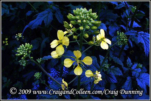 [white-mustard-bv-20090208.JPG]