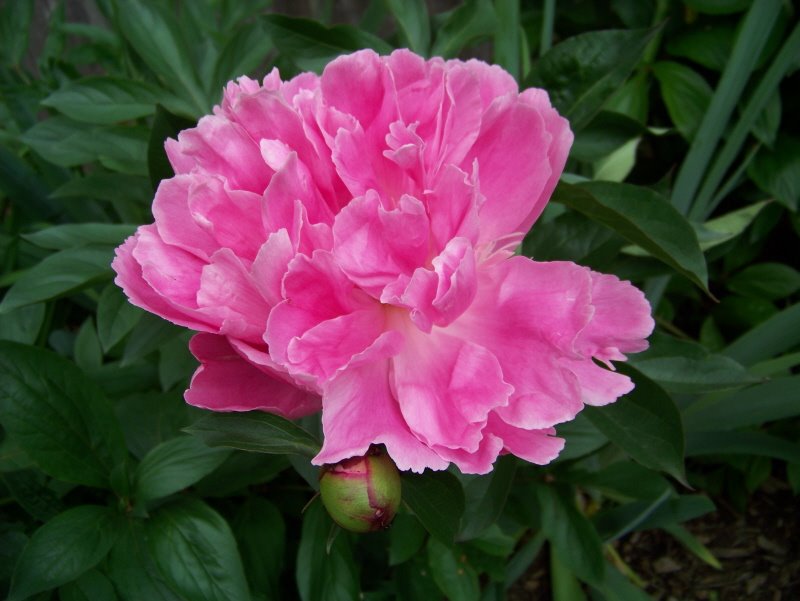 [peony.jpg]