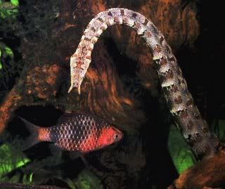 tentacled snake 10 Hewan Penipu Yang Paling Mematikan