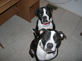 Our Dogs