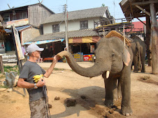 Elephant Feeding Time