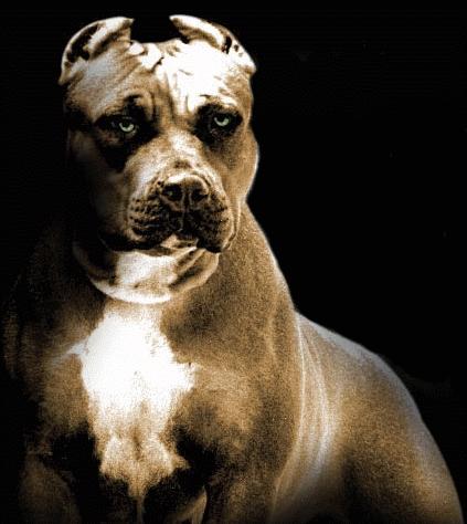 purepitbull.blogspot.com purepitbull.blogspot.com