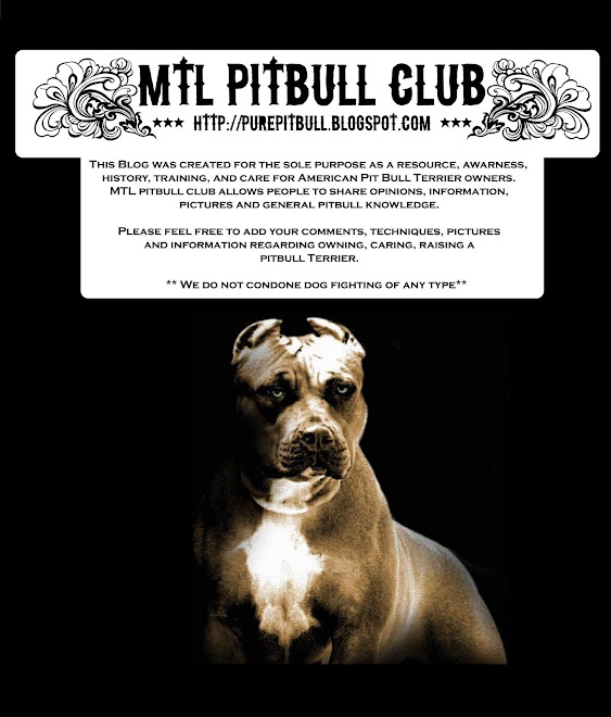 pitbulls