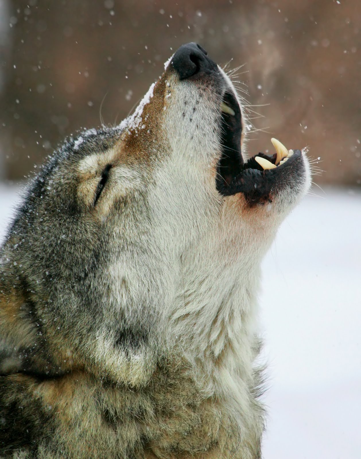 [Wolf_shutterstock_3585265.jpg]