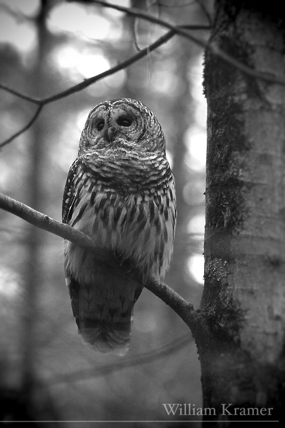 Female Barred Owl