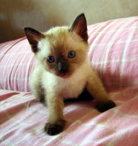baby siamese