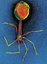 [phage.gif]