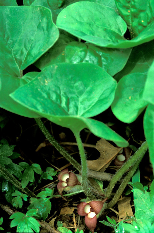 Wild Ginger