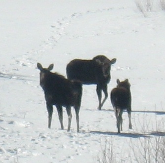not one, not two, but three moose!