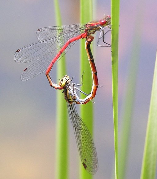 Two+dragonflies+mating