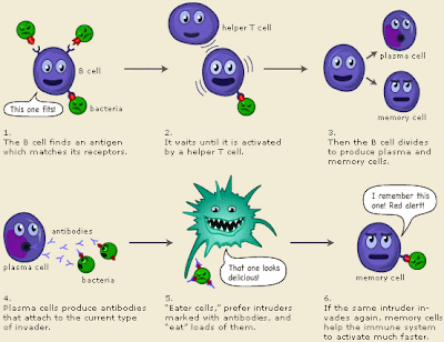 Plasma B Cells