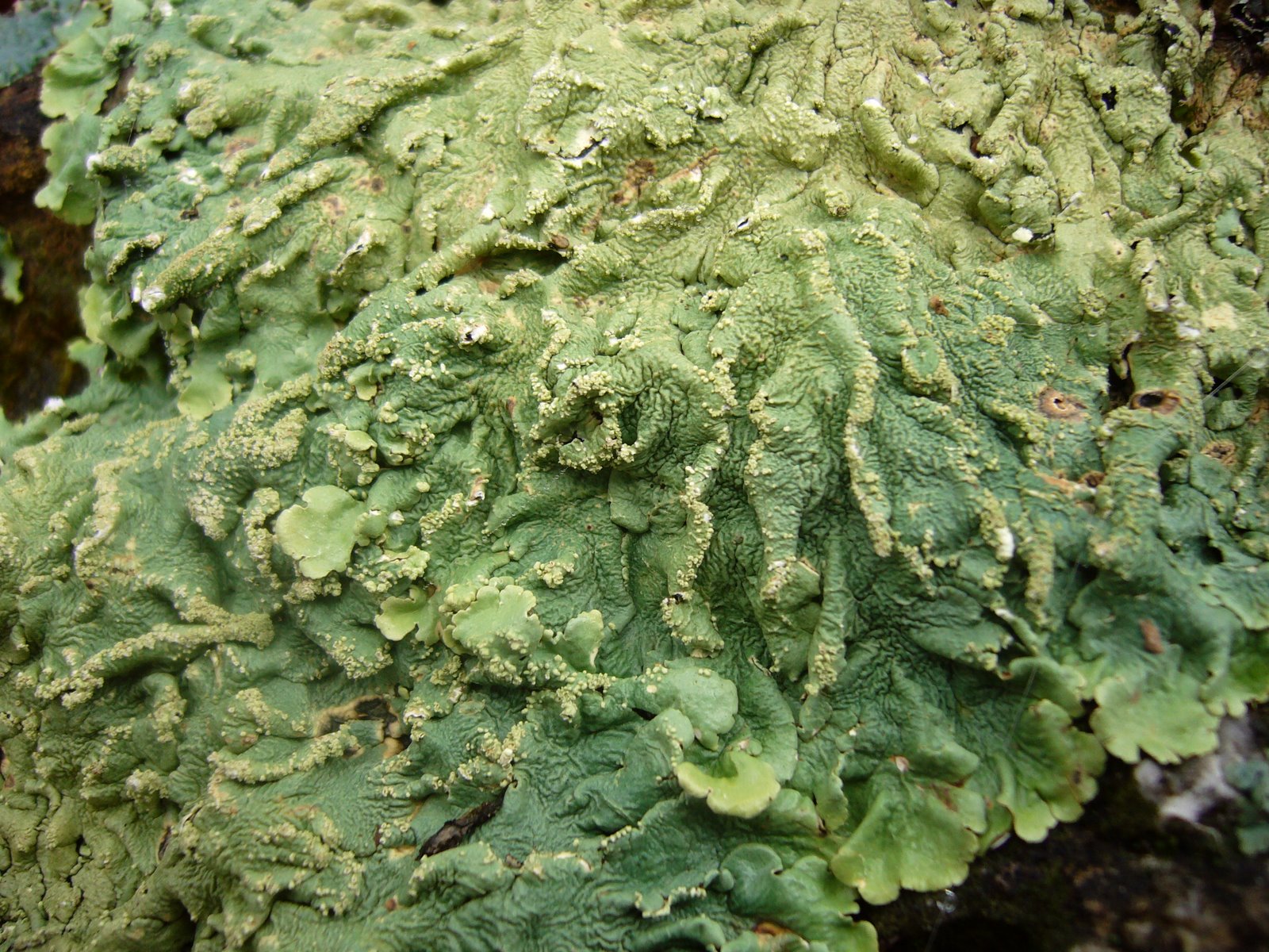 [Ozark+Trail+-+Trace+Creek+004.JPG]