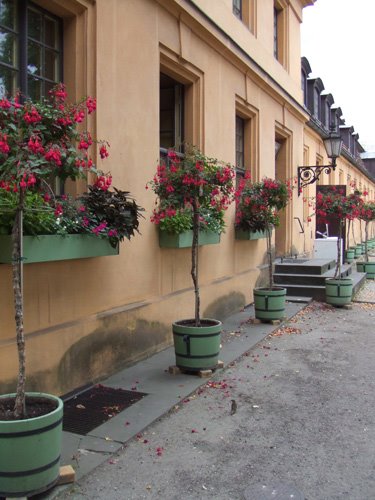 [Berlin+Fuschia+.jpg]