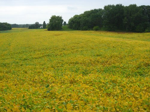 [Soybean+Field+.jpg]