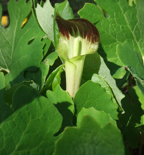 [Jack-in-the-Pulpit.jpg]