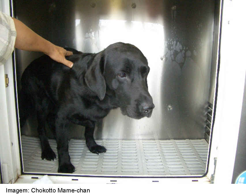 [cão1.jpg]