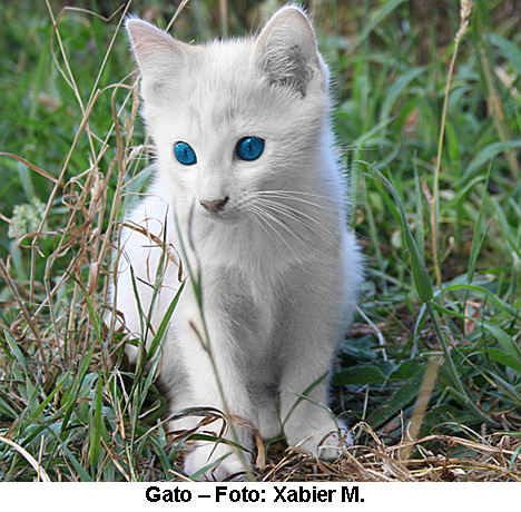 [gato+albino.jpg]