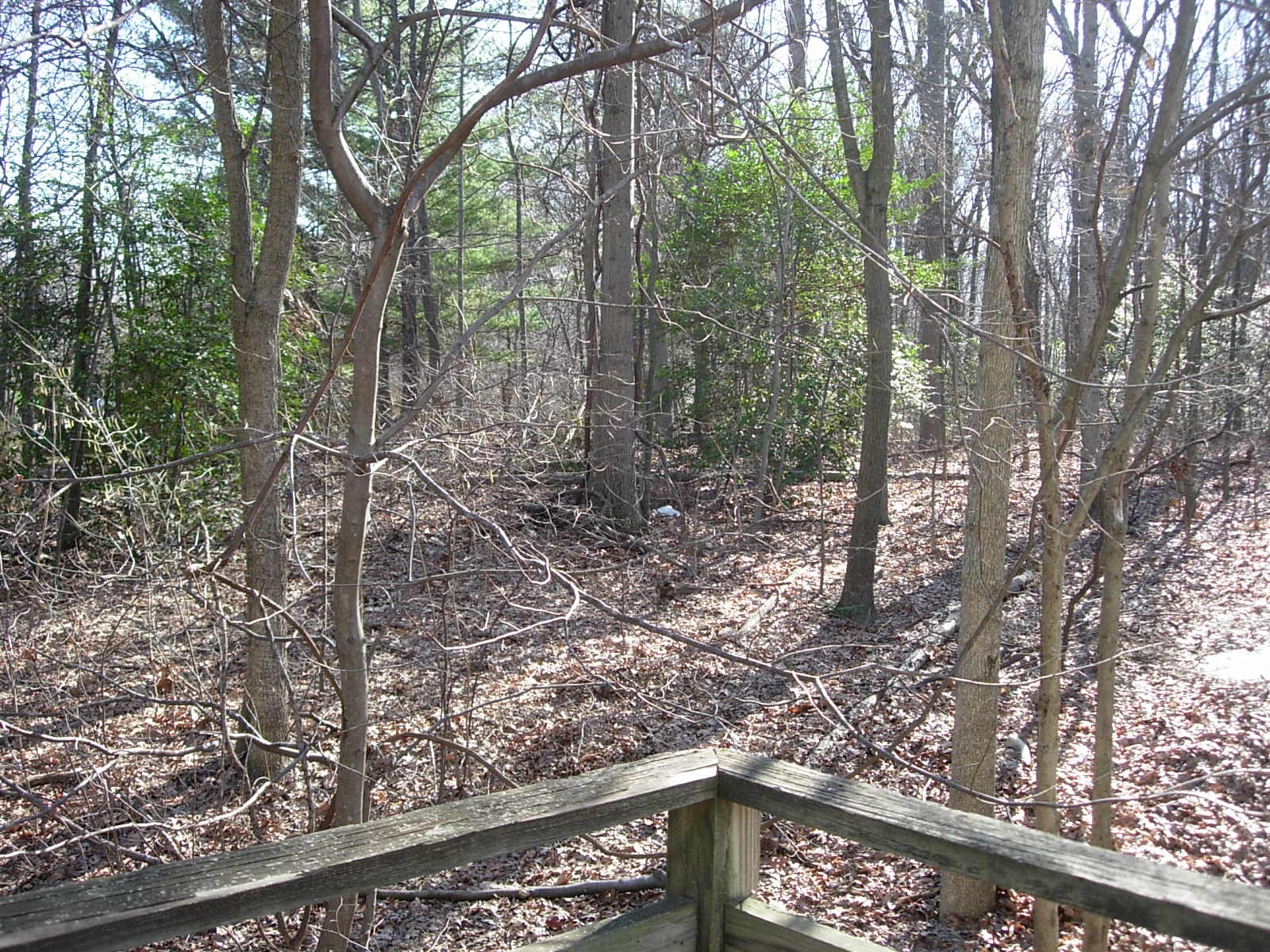 [Spring+backyard.JPG]