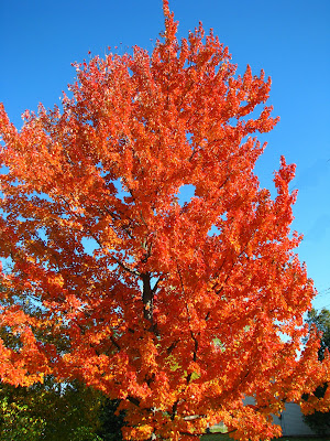 The Kulpa Kabana: November 2009