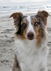 The Rainbow Dogess herself!