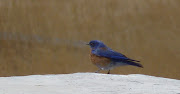 I also had some nice flocks of Eastern Bluebirds. 3 at the campsite, .