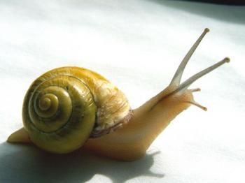 [lesma_thumbnail.jpg]