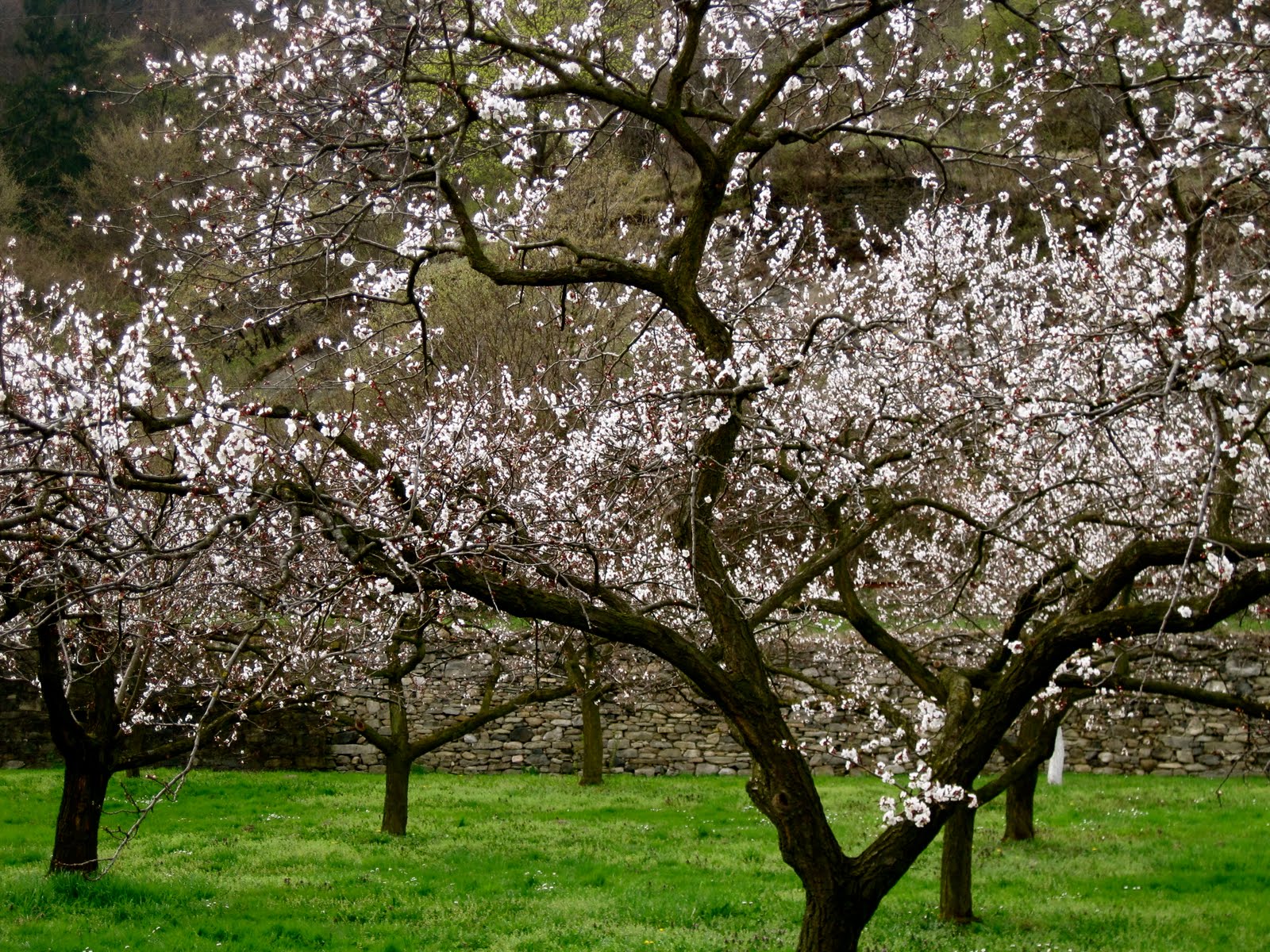 martha's vienna Apricot Trees Blooming in the Wachau Valley