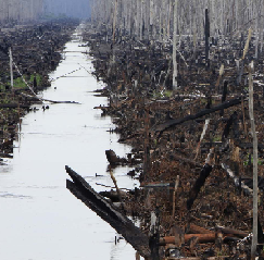 Aktivis Greenpeace membuatku salut - kerusakan hutan indonesia | Khamardos's Blog