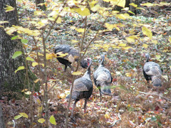 Turkeys