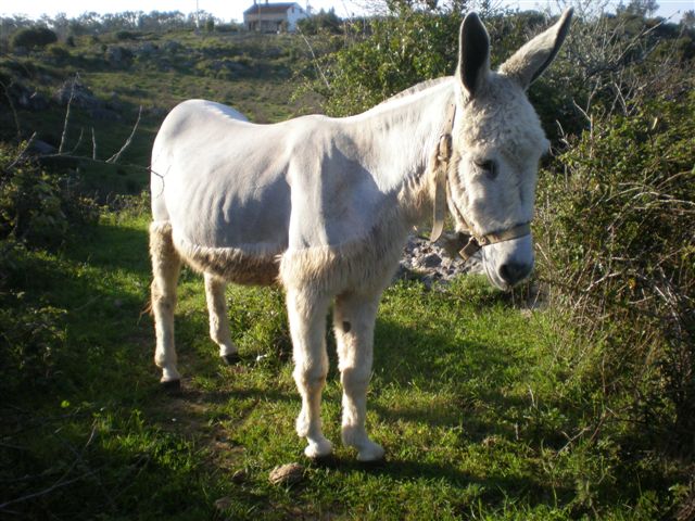 [2009_031511-21-20080015.JPG]