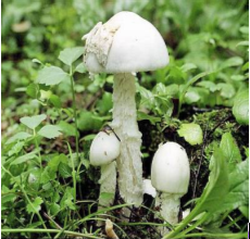 lamellen paddenstoelen gevaarlijke paddenstoelen kleverige knolamaniet lamellen paddenstoelen gevaarlijke paddenstoelen kleverige knolamaniet