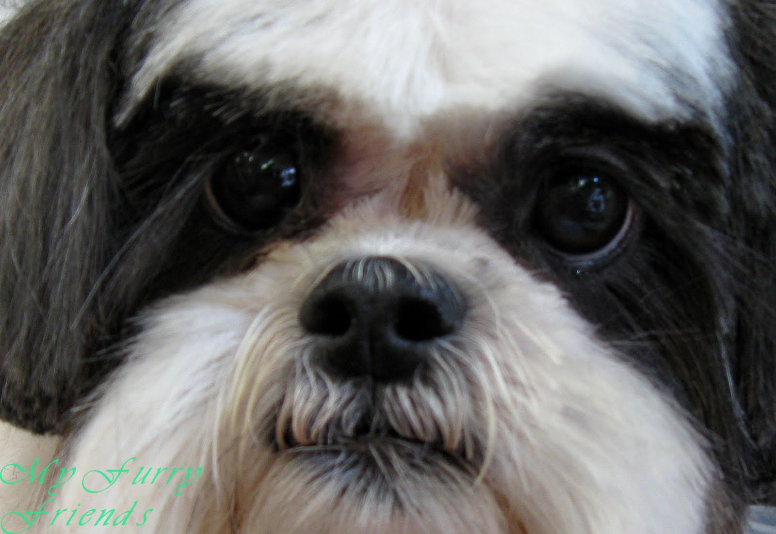 Are You Supposed To Trim Dogs Eyelashes