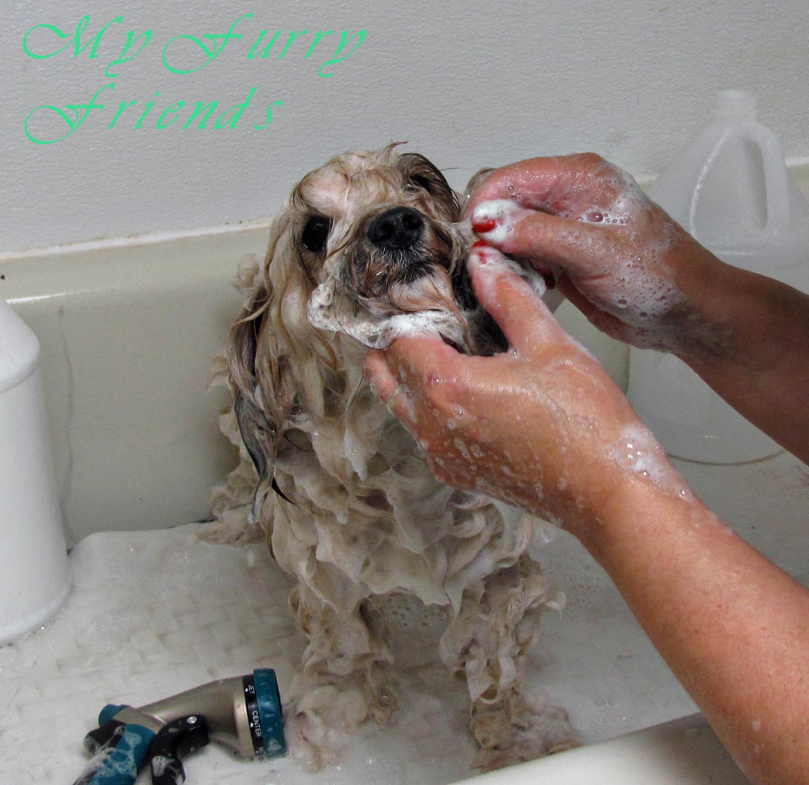Should You Bathe A Matted Dog