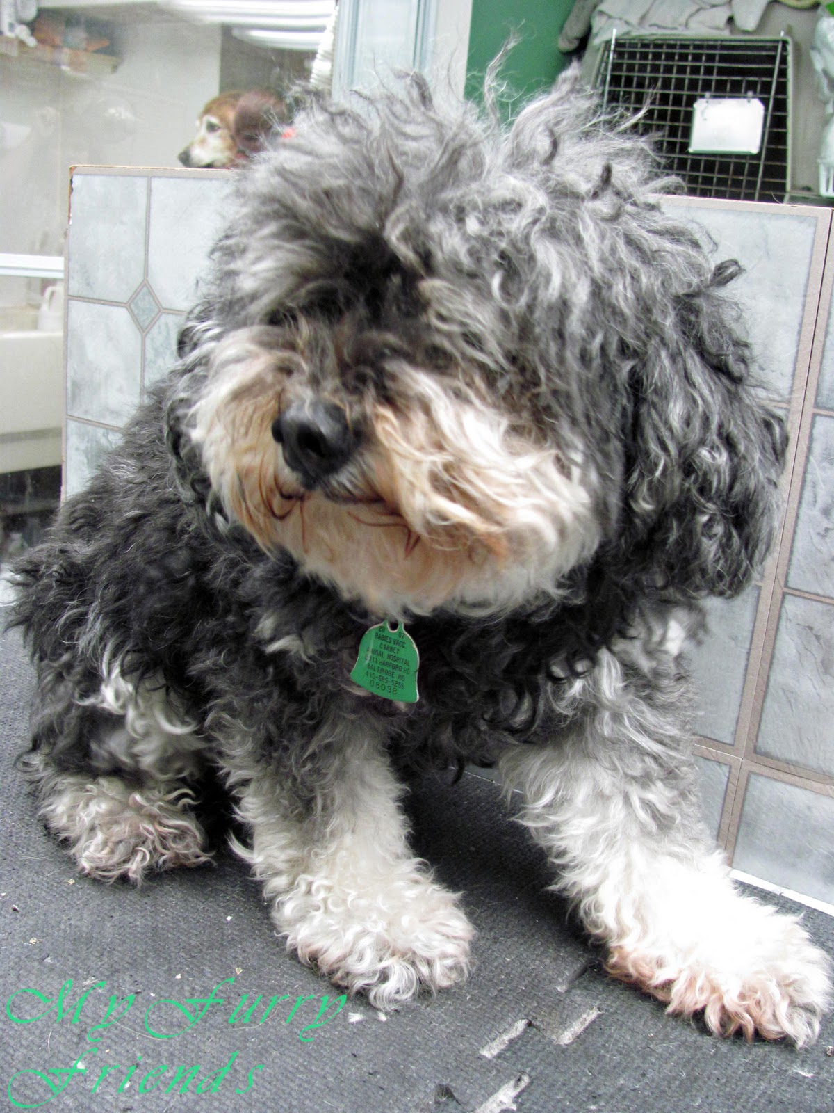 Pet Grooming The Good, The Bad, & The Furry Matted Dogs