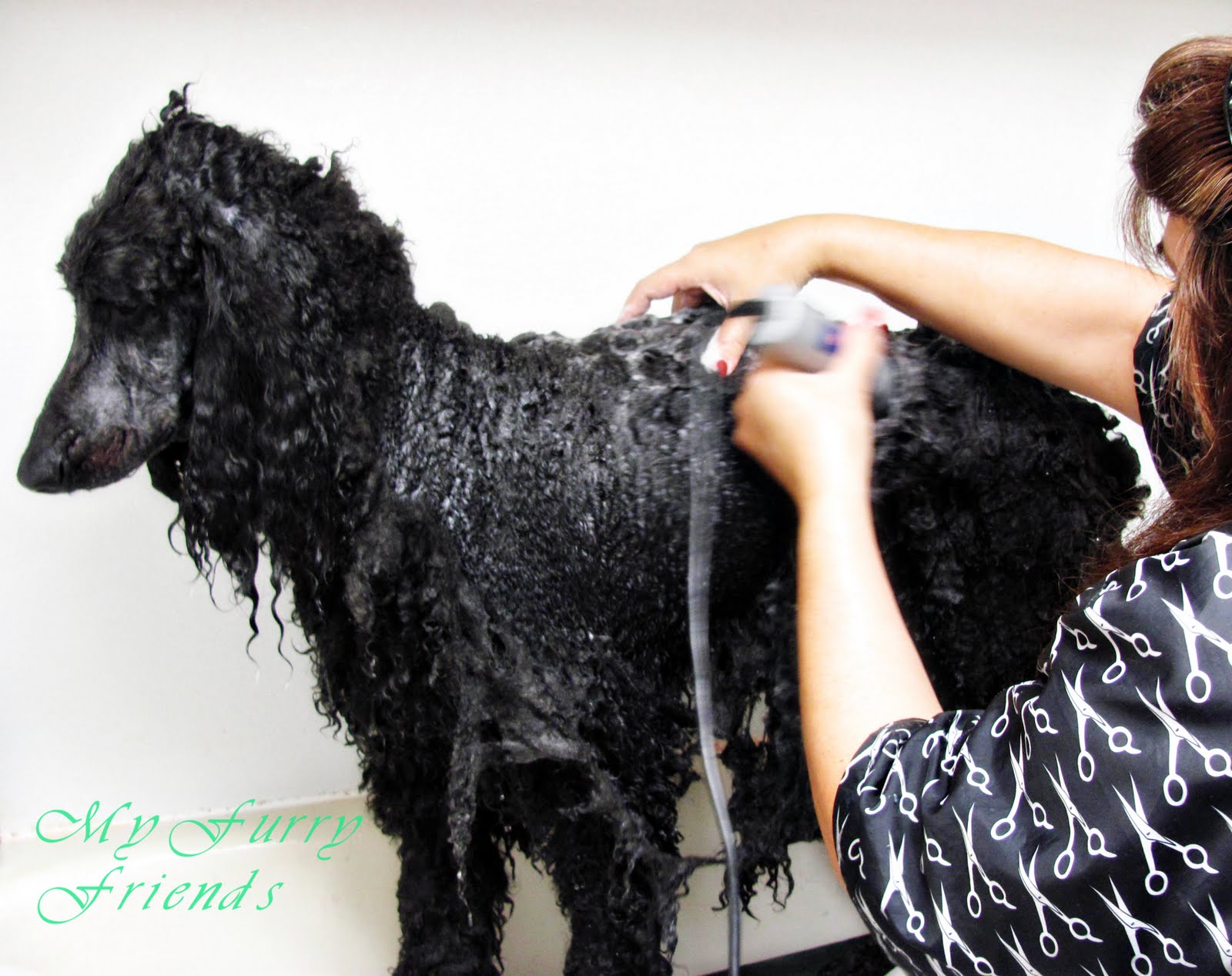 Pet Grooming The Good, The Bad, & The Furry Wet Shaving