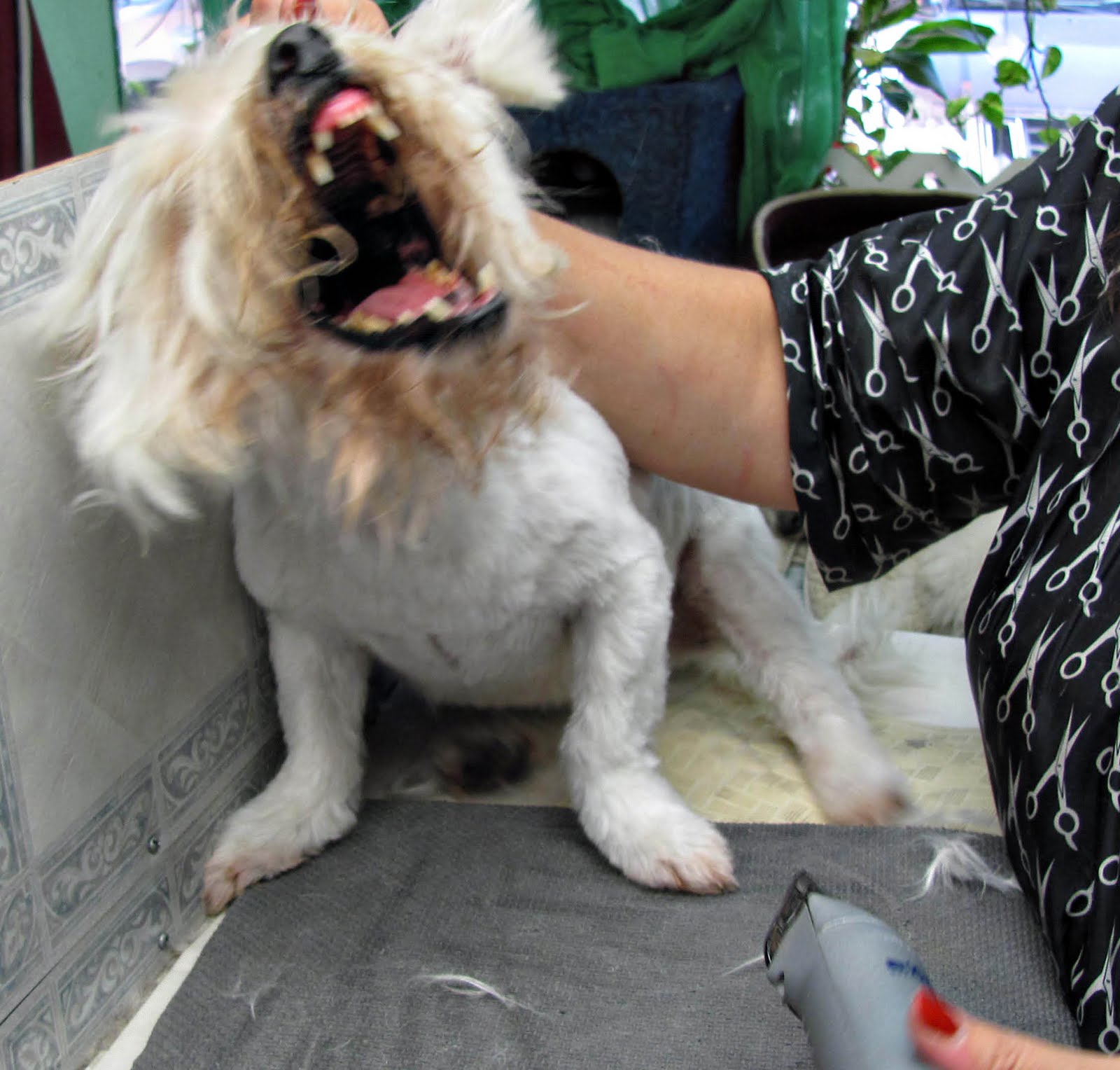 Pet Grooming The Good, The Bad, & The Furry Am I Crazy?