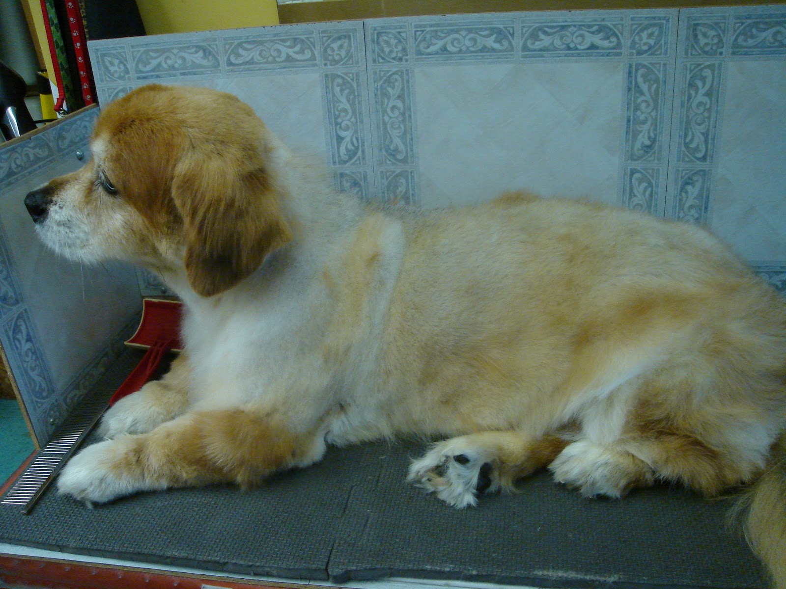 Does Shaving Dogs Hair Grow Back