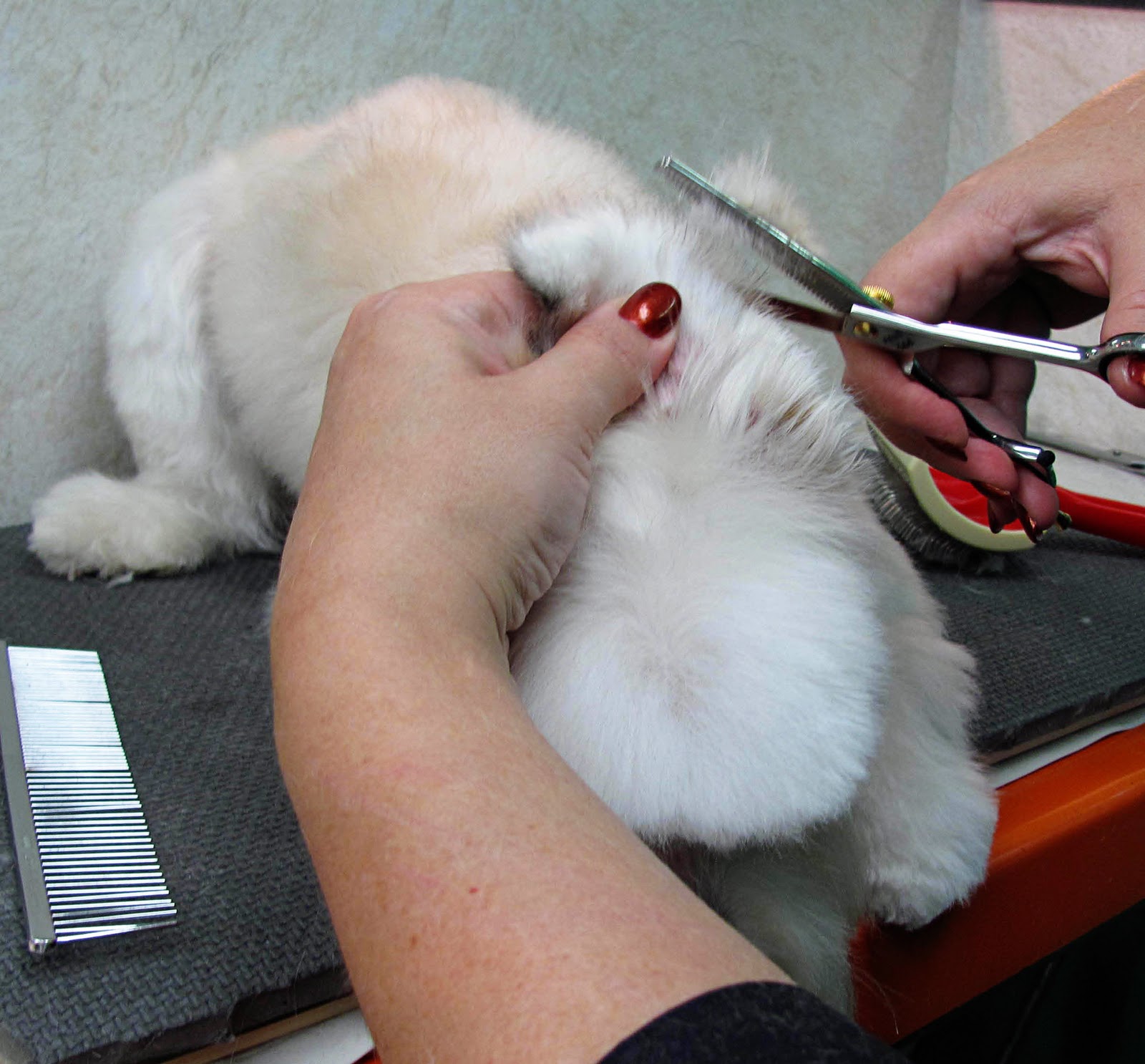 snippets dog grooming snippets dog grooming