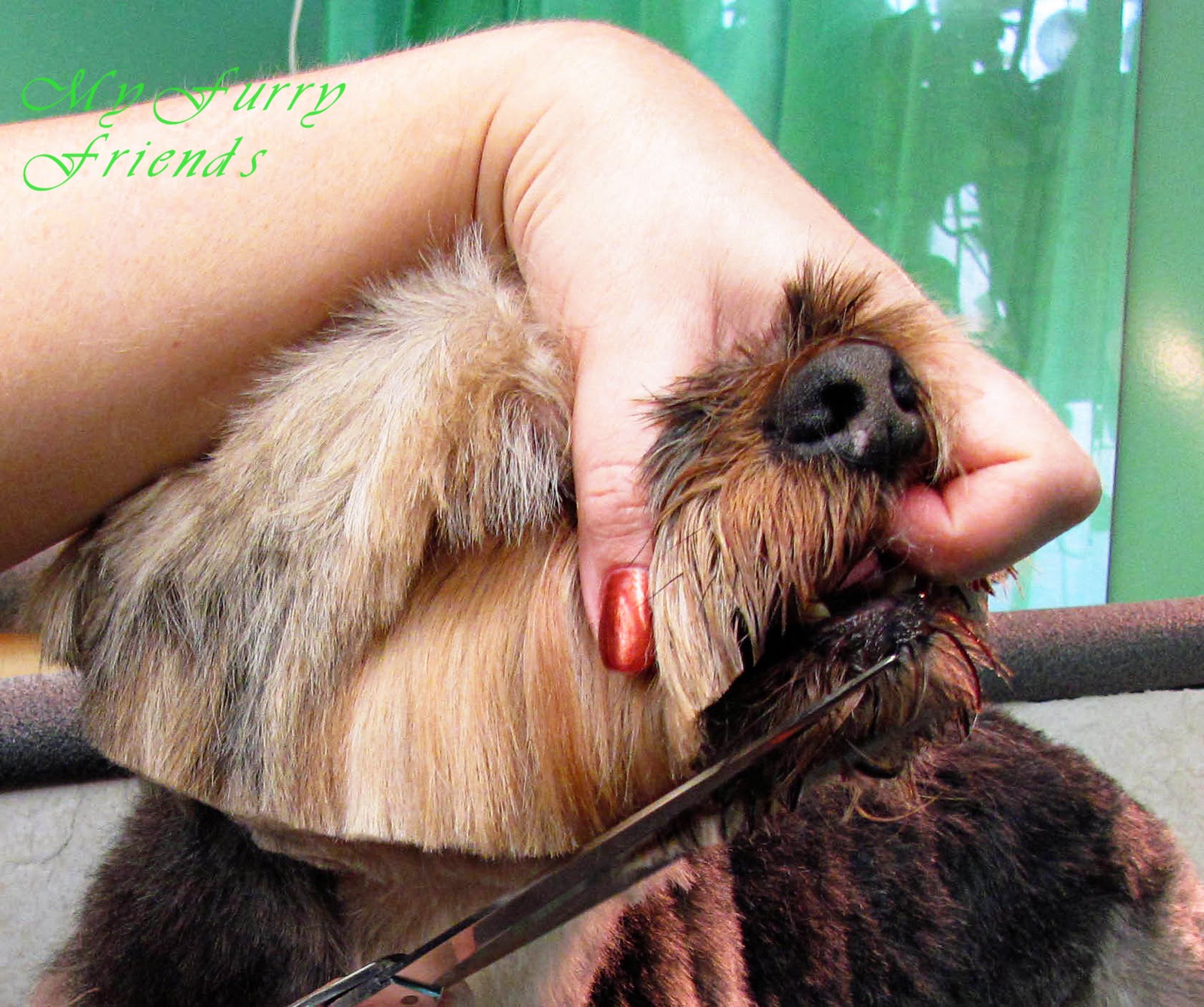 yorkie tongue sticking out pet grooming the the bad the one large yorkie yorkie tongue sticking out pet grooming the the bad the one large yorkie