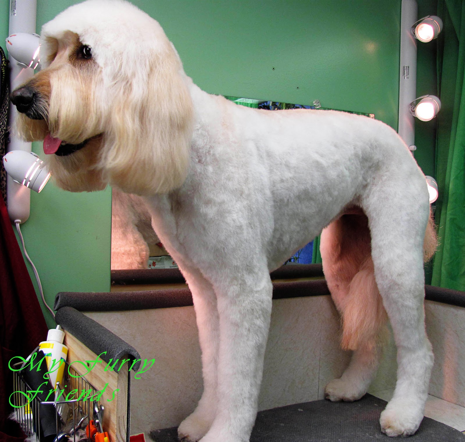 goldendoodle puppy cut best summer cut for golden doodle newhairstylesformen2014 goldendoodle puppy cut best summer cut for golden doodle newhairstylesformen2014