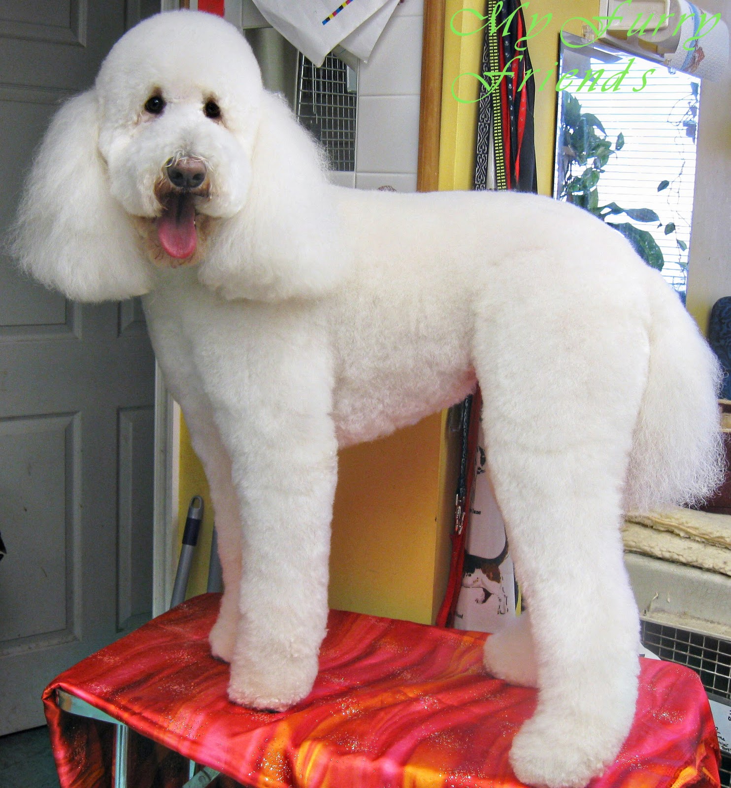 Pet Grooming The Good, The Bad, & The Furry Grooming Labradoodles