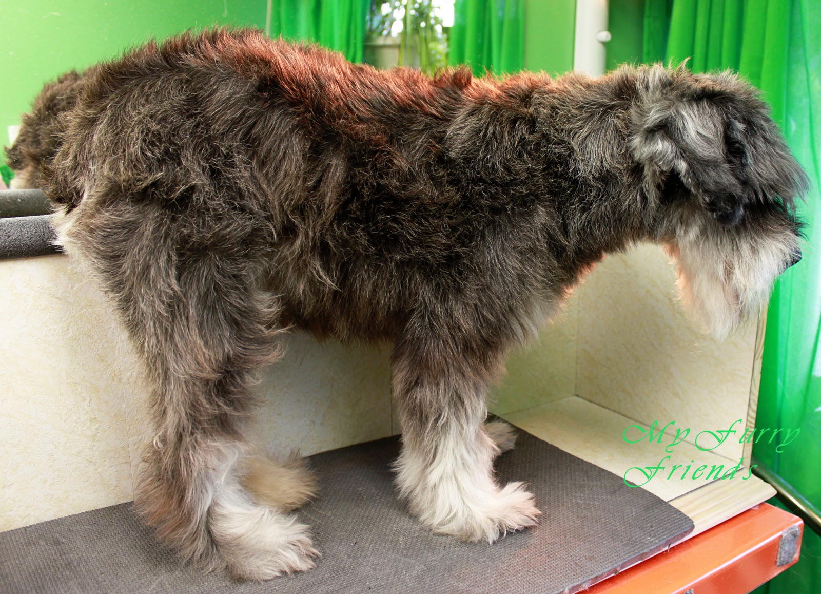 Pet Grooming The Good, The Bad, & The Furry Schnuazer Eyebrows