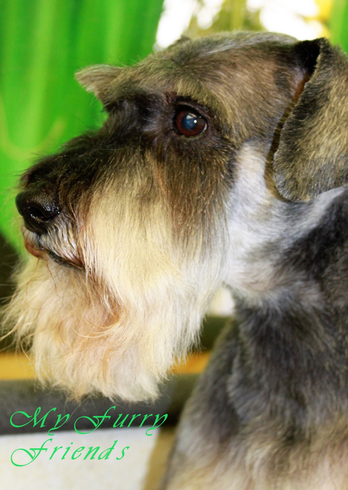 Pet Grooming The Good, The Bad, & The Furry Schnuazer Eyebrows