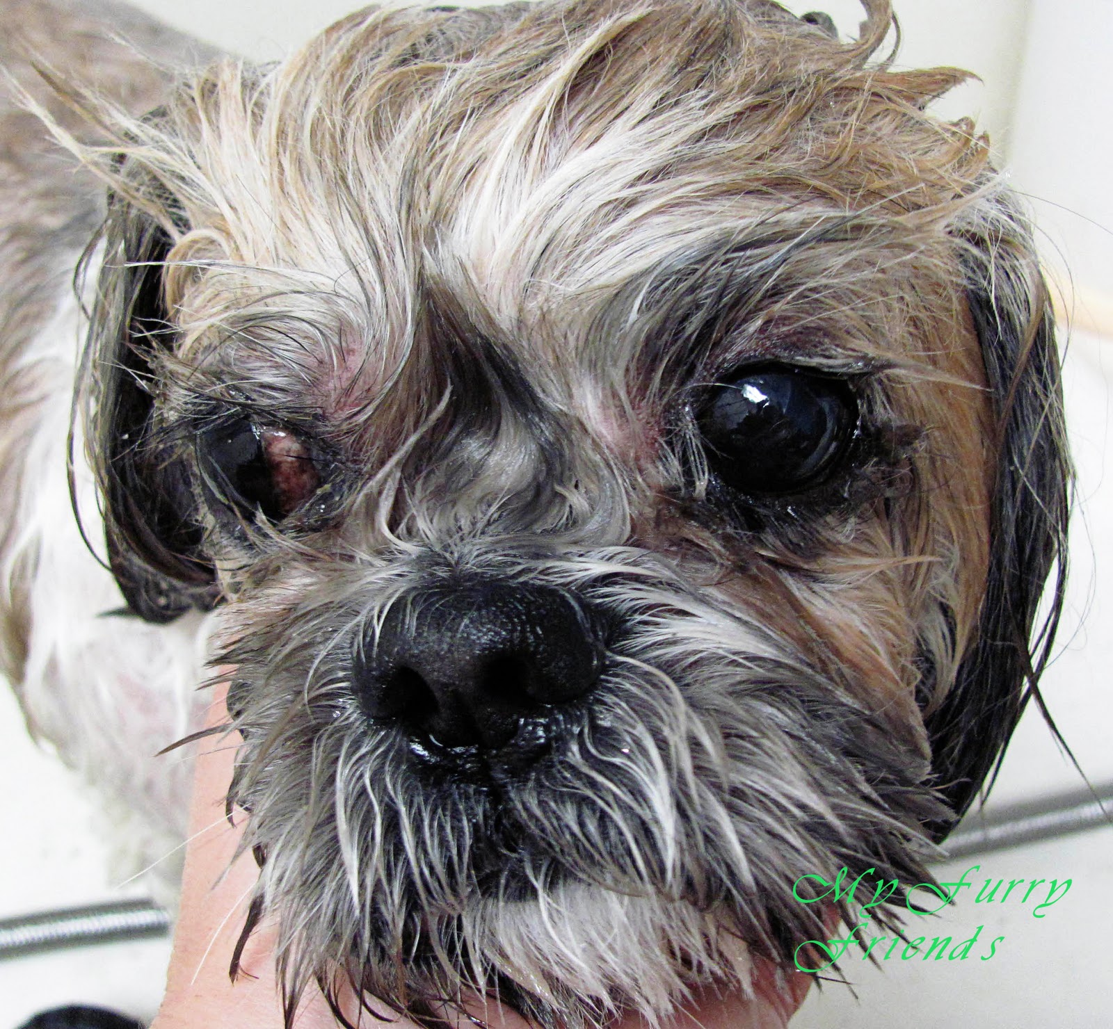 Pet Grooming The Good, The Bad, & The Furry Cleaning Eyes