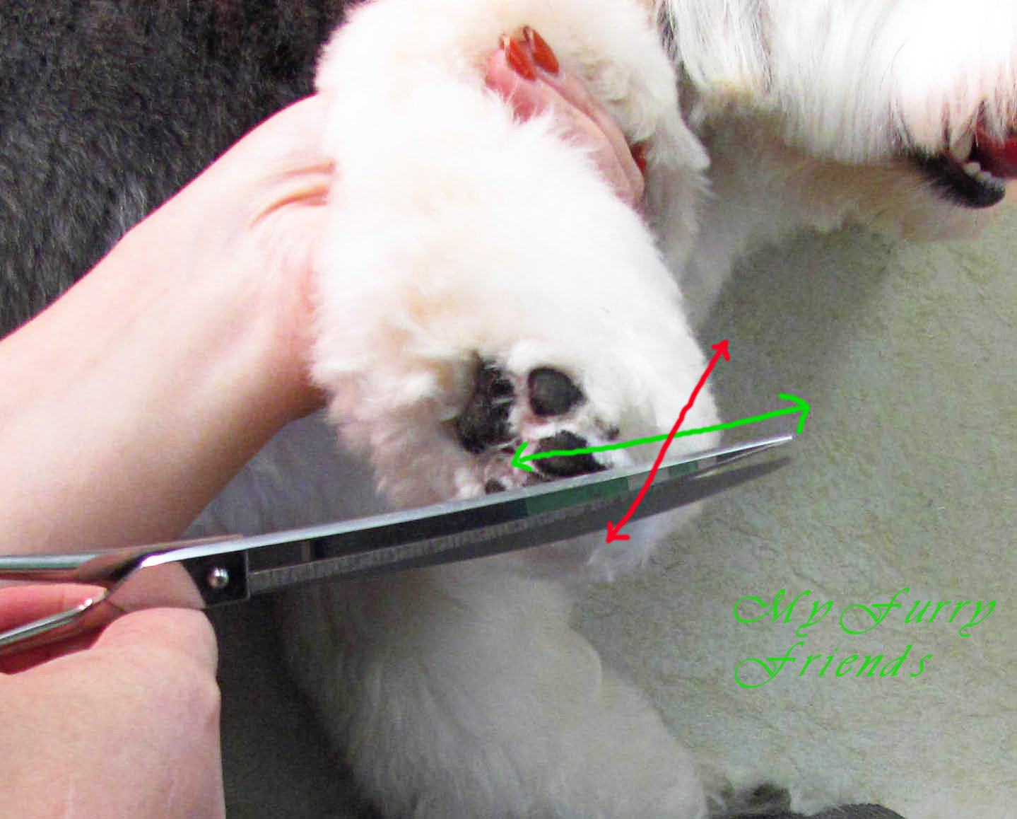 Pet Grooming The Good, The Bad, & The Furry Scissoring Feet & Legs
