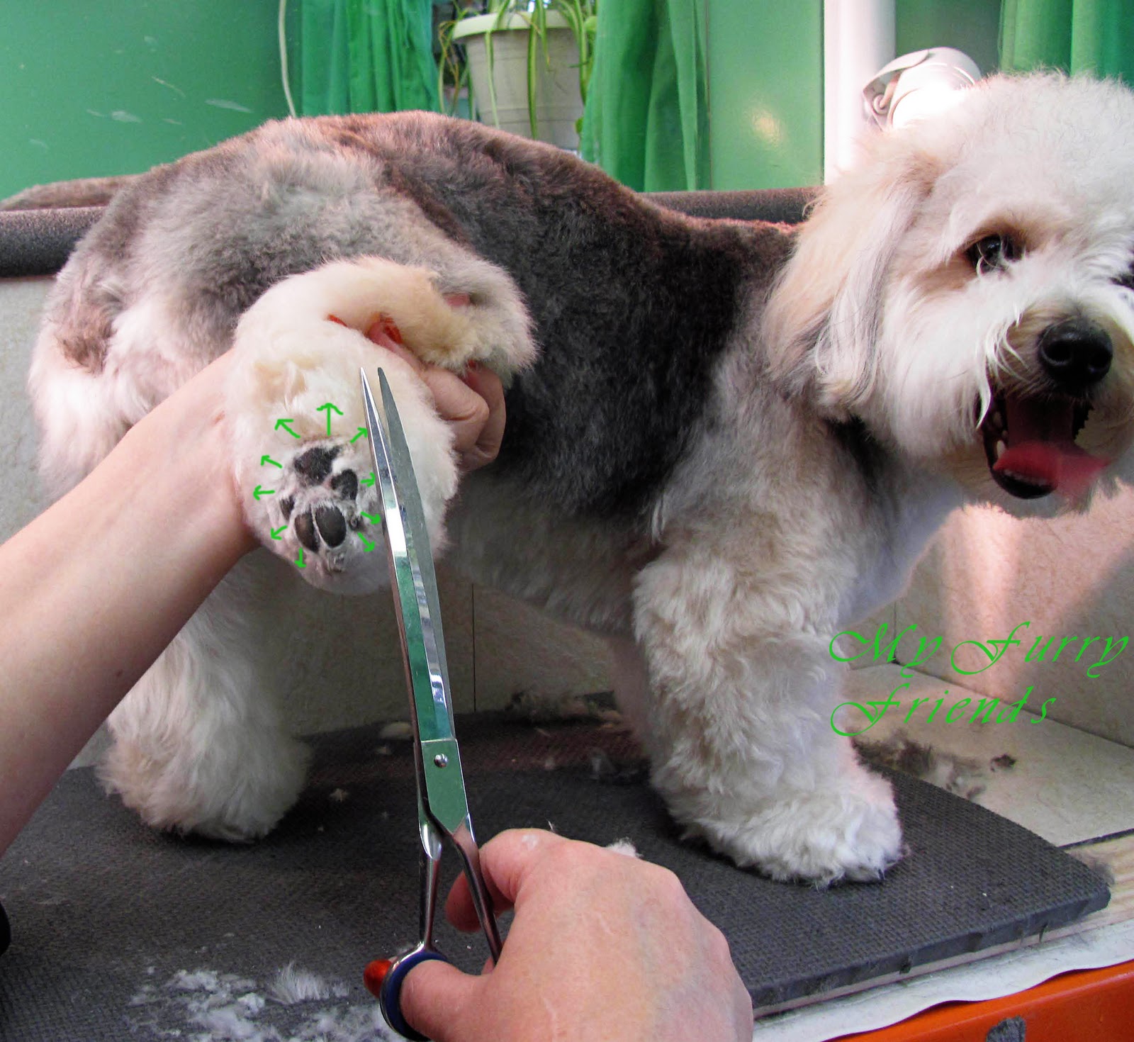 Pet Grooming The Good, The Bad, & The Furry Scissoring Feet & Legs